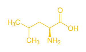 Amino acid (Leucin)