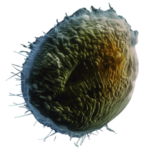 Protozoa