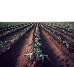 Crops