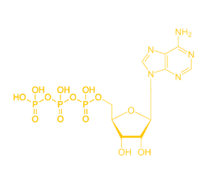 ATP