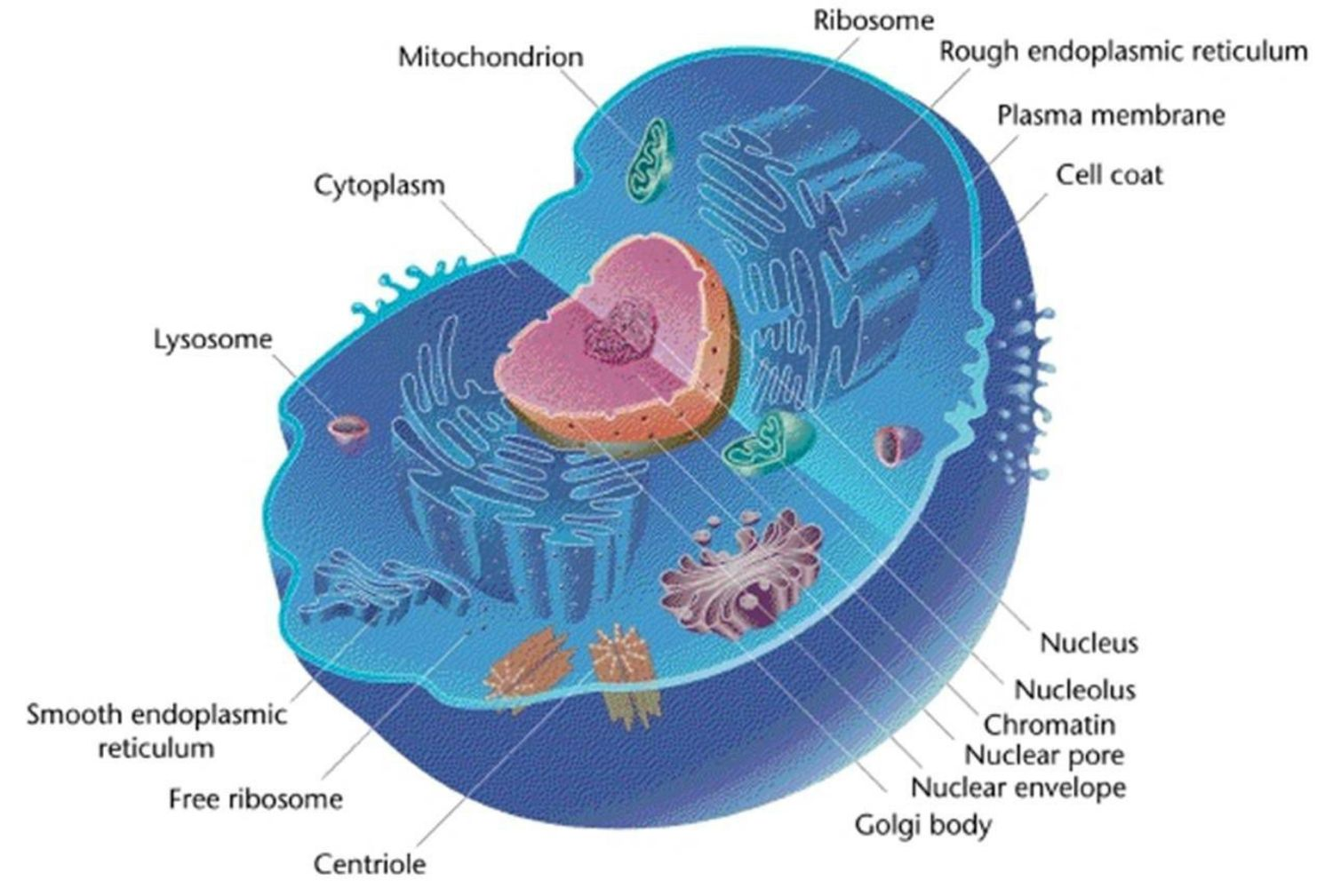 Animal cell with nucleus