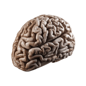 Brain