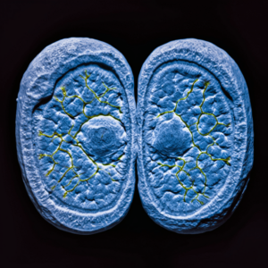 Cell division mitosis