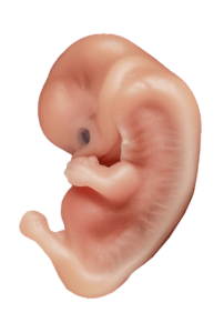 Embryogenesis