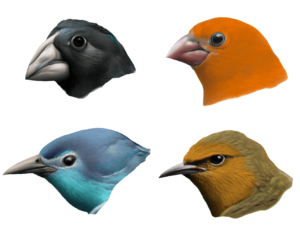 Evolution