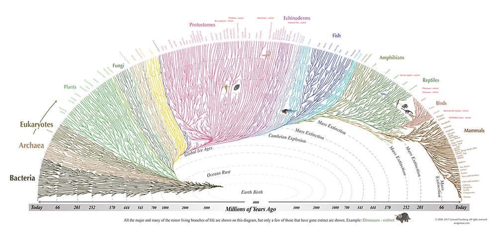 Family tree of all living organisms