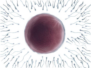 Fertilization
