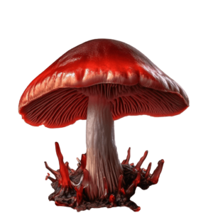 Fungi