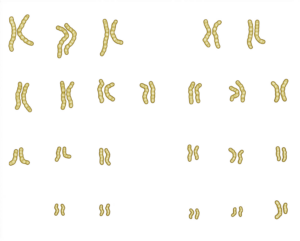 Karyogram