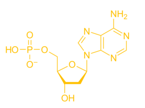 Nucleotide