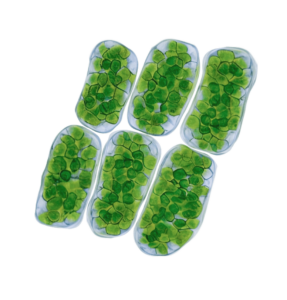 Photosynthesis