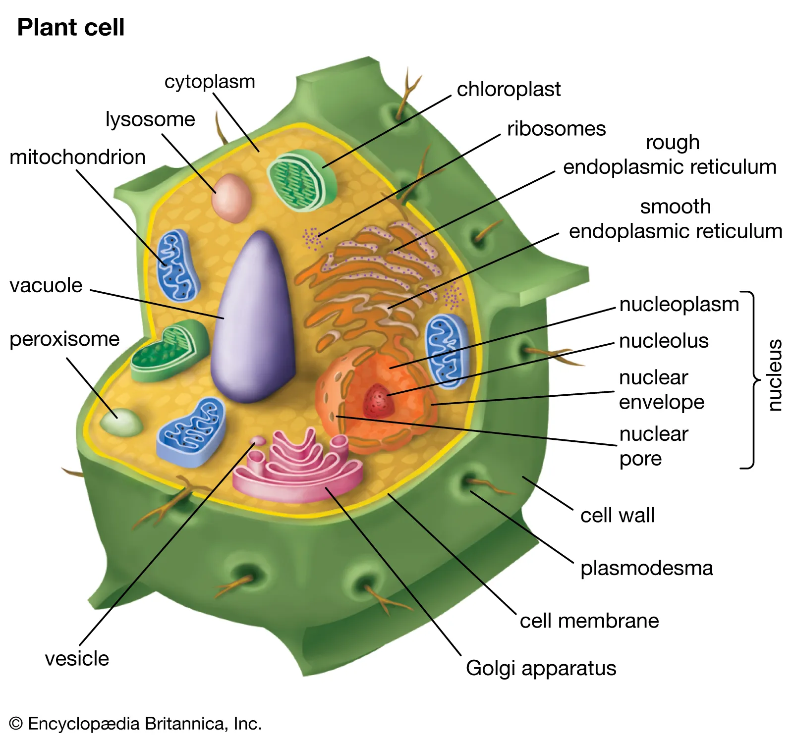 Plant cell with cell wall