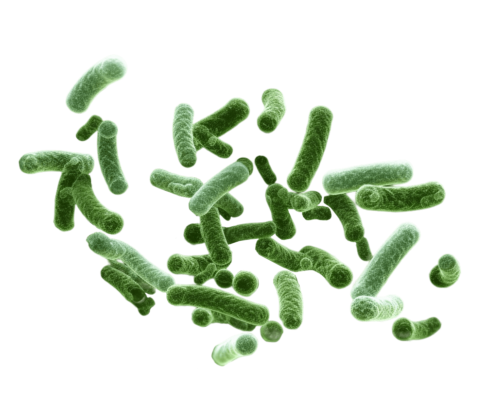 Prokaryotes (bacteria, archea)