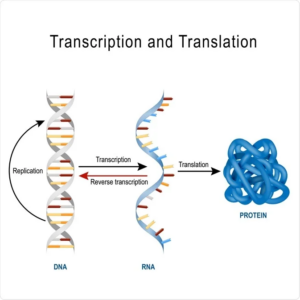 Protein biosynthesis
