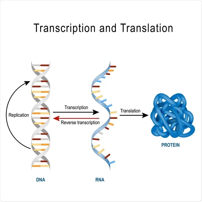 Protein biosynthesis